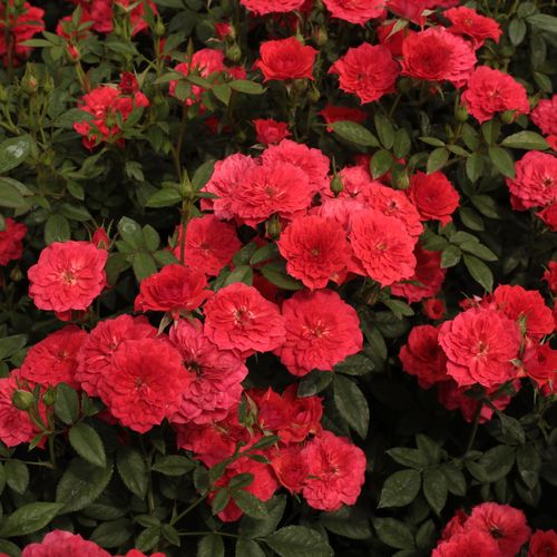 Rosen Shop - zwergrosen - rot - Rosa Detroit™ - diskret duftend - - - Geeignet für Randdekoration, gruppenweise angelegt, üppige, winzige Blüten.